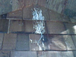 guano
