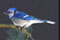 Bluejay