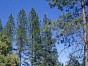 woods